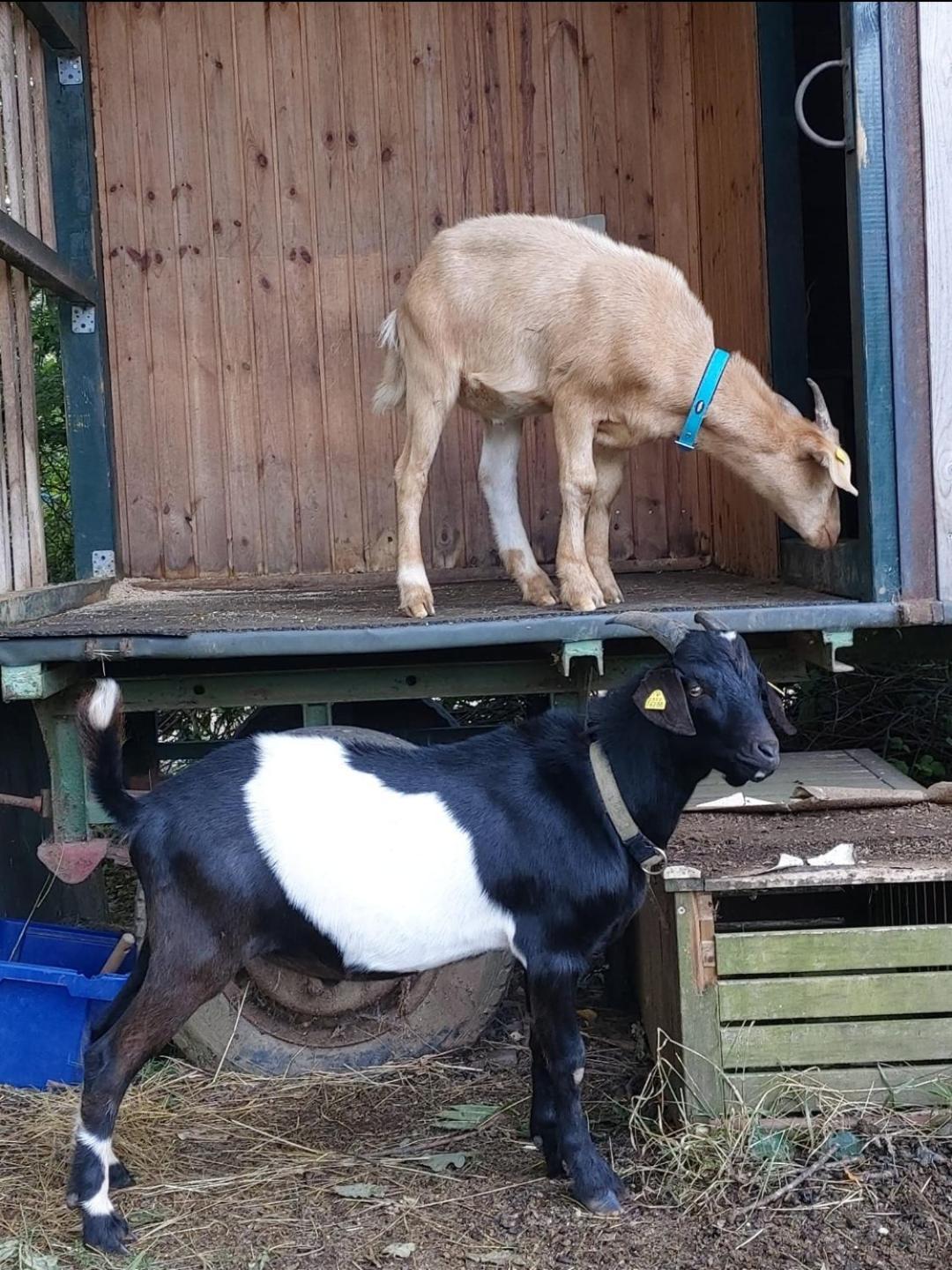 Orangerie Zimmer Gehaichnishof 7Born Maring-Noviand Buitenkant foto